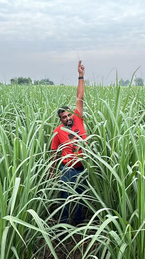 Close-up photo of a healthy sugarcane plant, roots or produce for comparison