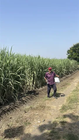 Field visit with sugarcane growers