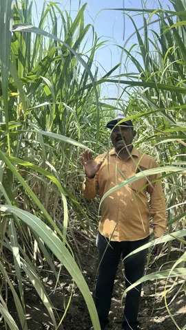 Field visit with sugarcane growers