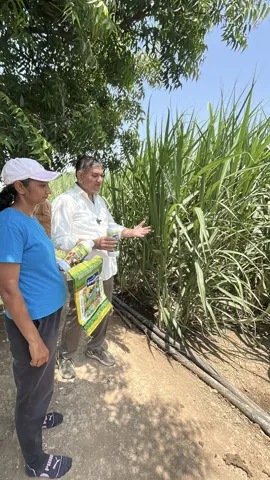 Field visit with sugarcane growers