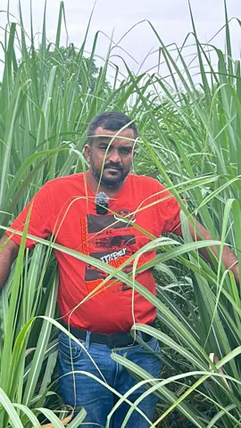 Field visit with sugarcane growers